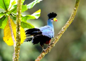 African Birding Journeys