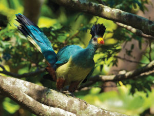 Birding in Uganda