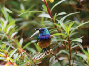 Birding in Uganda