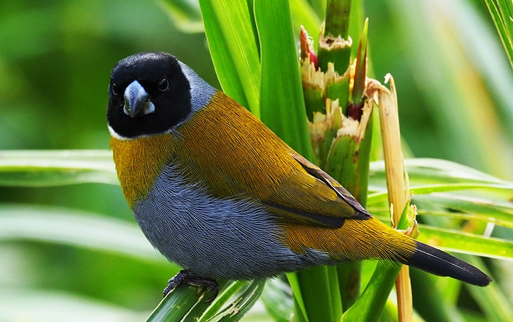 African Birding Journeys