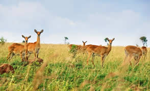 Birding in Uganda