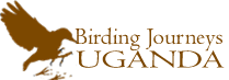 Birding Uganda Safaris